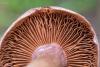 cortinarius_05_t1_2.jpg