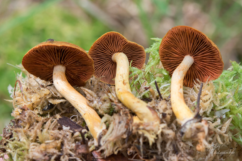 cortinarius_06.jpg