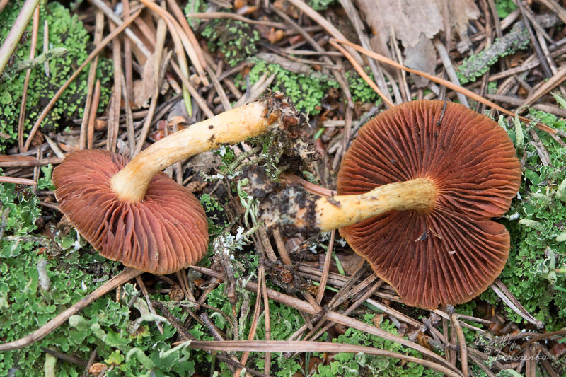 cortinarius_06_1.jpg
