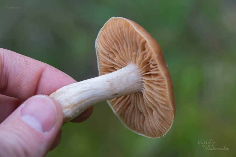 cortinarius_06_3.jpg