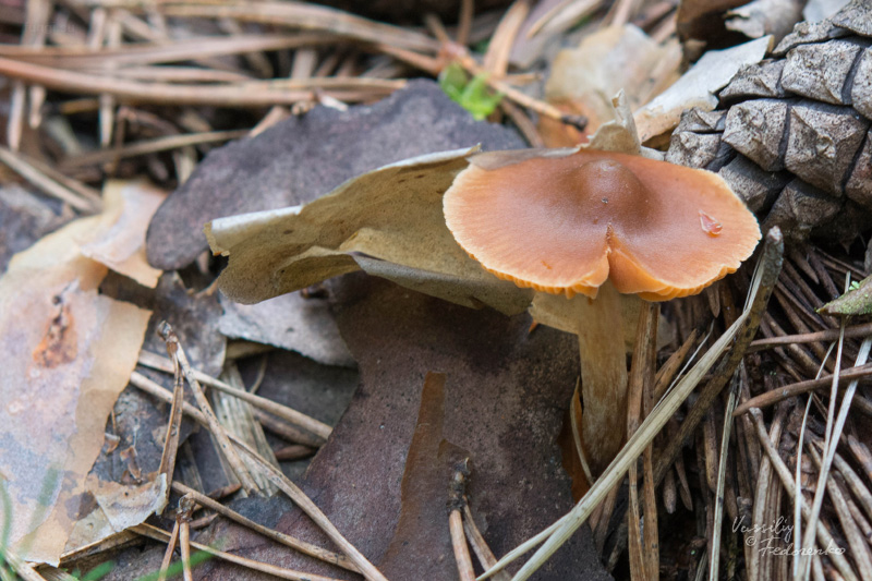 cortinarius_07_1.jpg