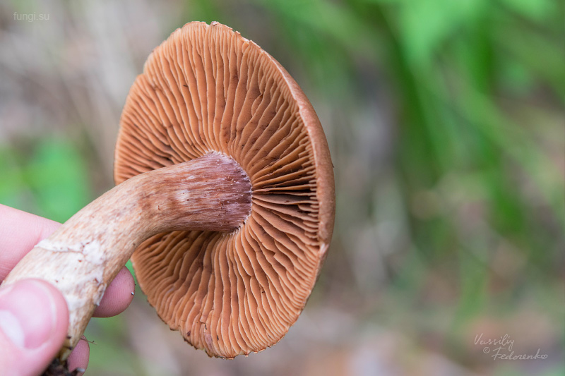 cortinarius_08.jpg