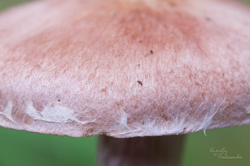 cortinarius_10.jpg