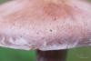 cortinarius_10_t1.jpg