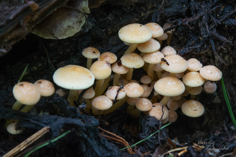hypholoma-fasciculare_01.jpg