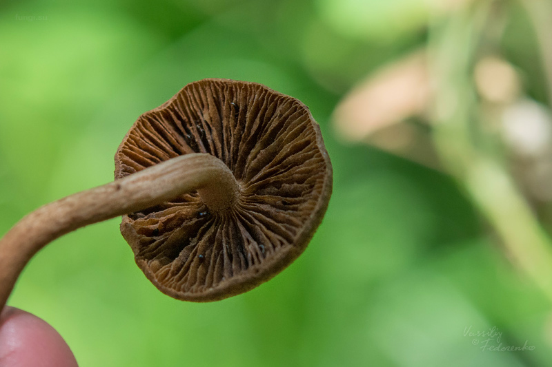inocybe-lanuginosa_03.jpg