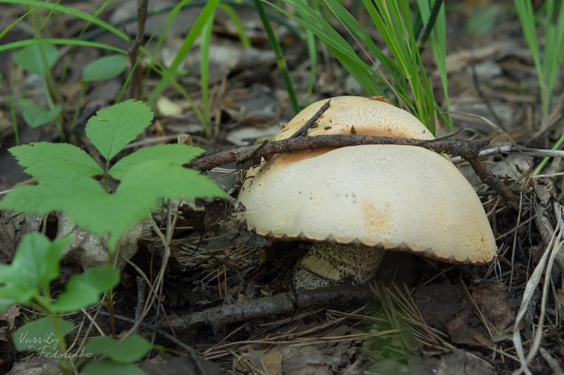 leccinum-versipelle_01.jpg
