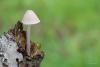 mycena_01_t1.jpg