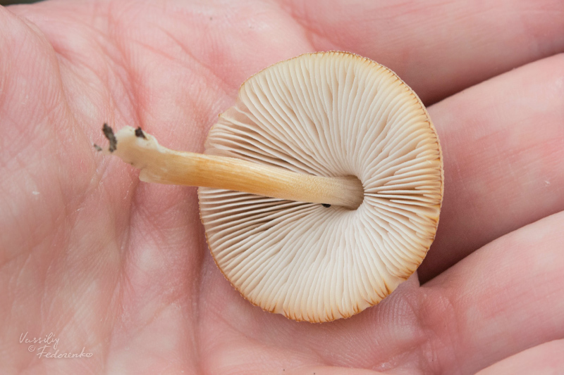 pluteus_06.jpg