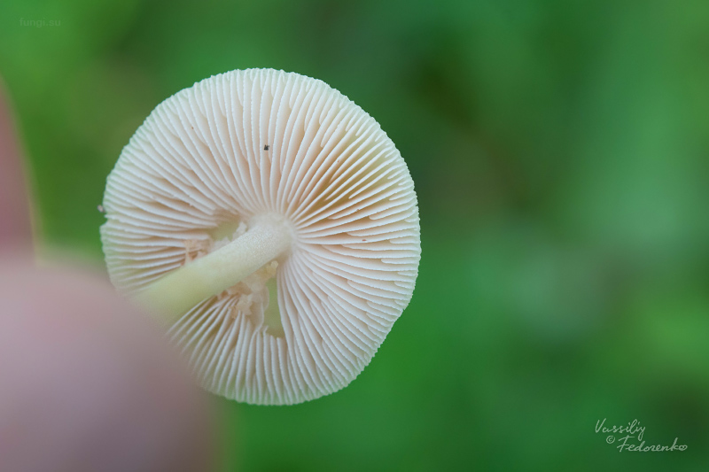 pluteus_08.jpg