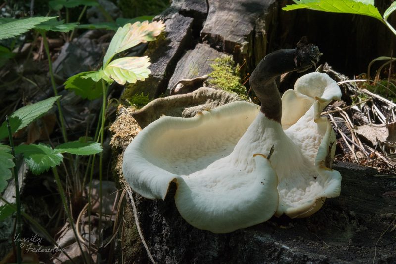 polyporus-melanopus_02.jpg