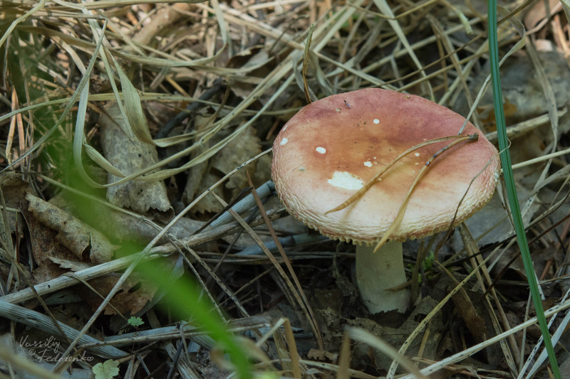 russula_01.jpg