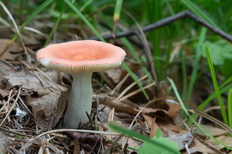 russula_01_3.jpg