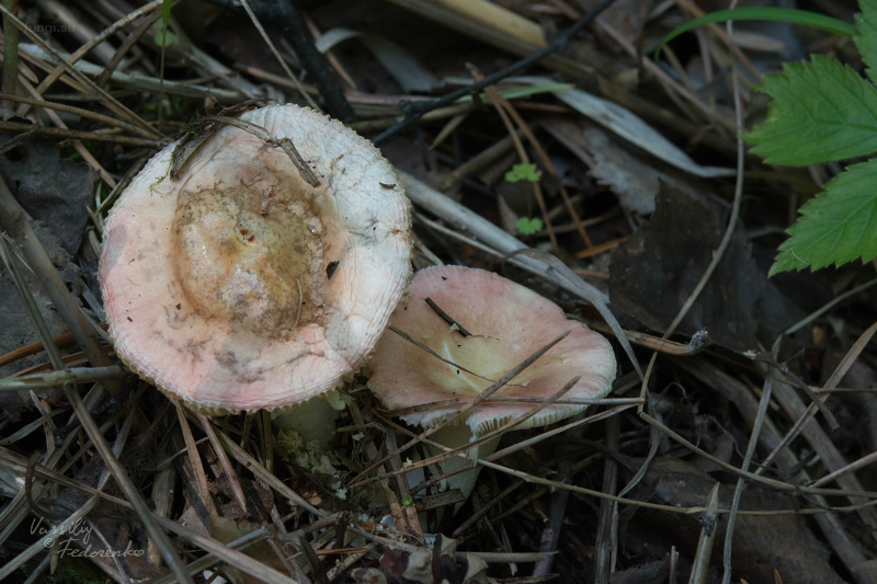 russula_02.jpg