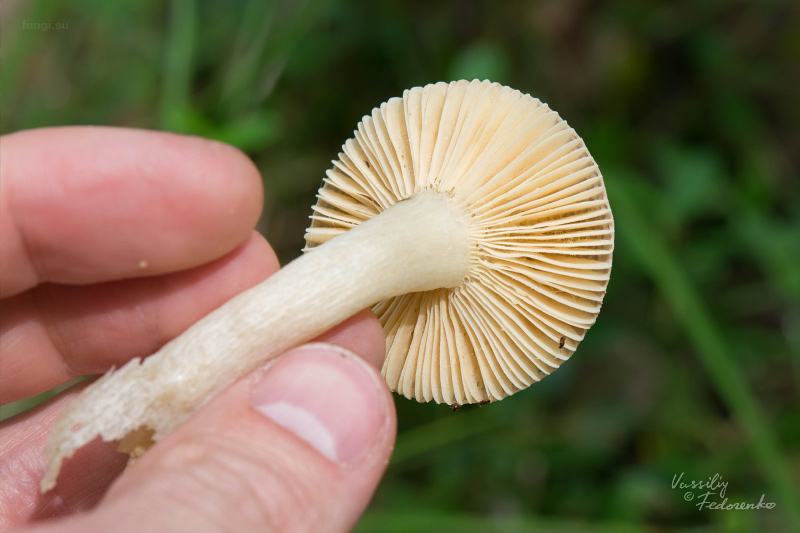 russula_02_1.jpg
