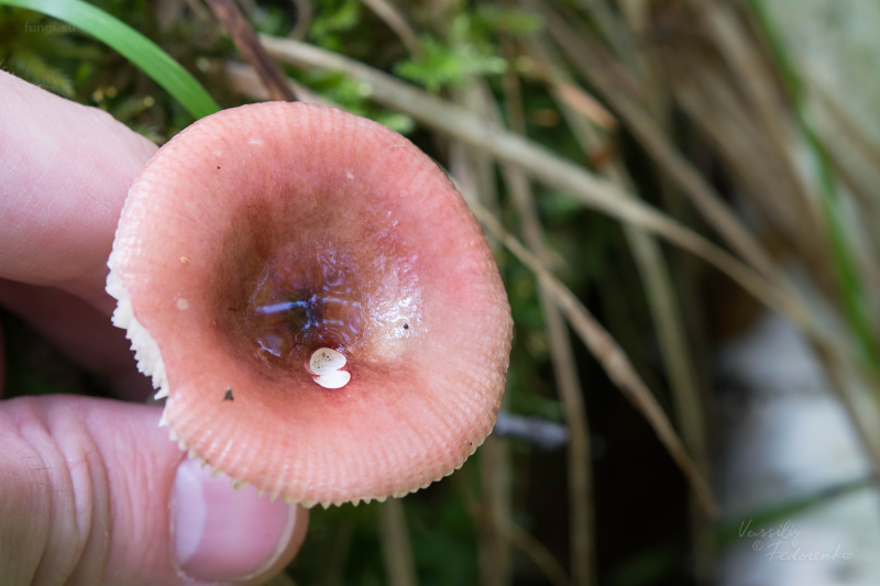russula_02_2.jpg