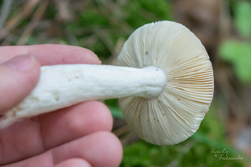 russula_02_3.jpg