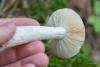 russula_02_t1_3.jpg