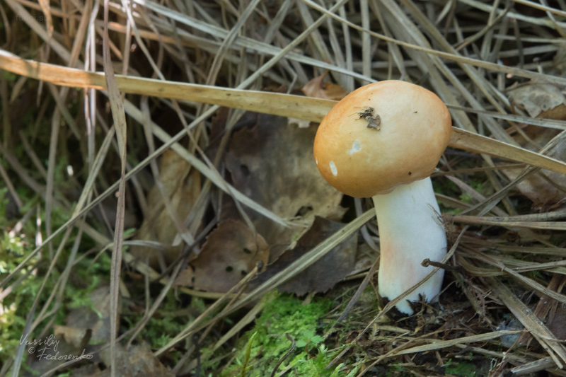 russula_03.jpg