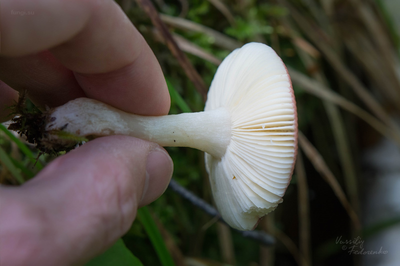 russula_03_1.jpg