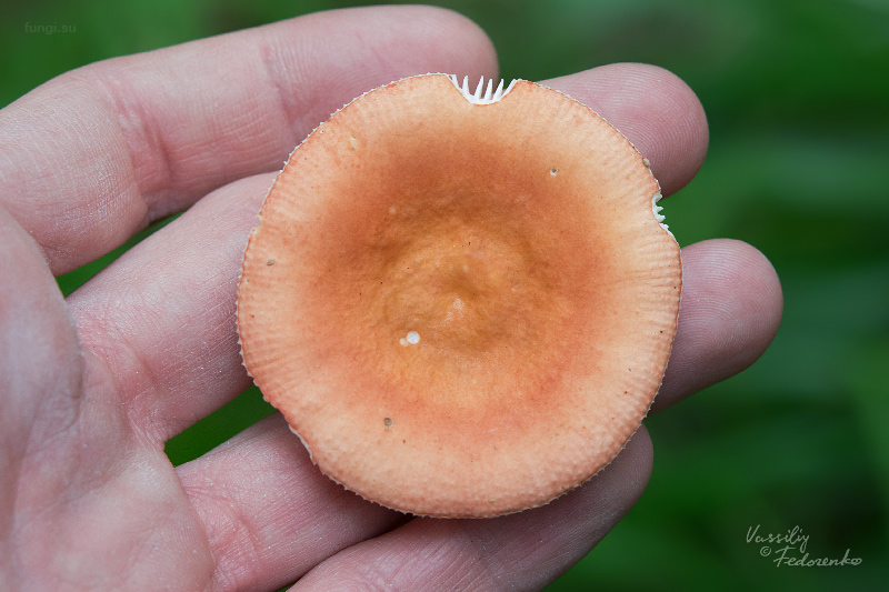 russula_03_2.jpg