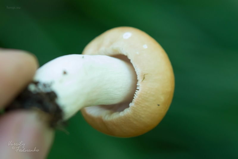 russula_05.jpg