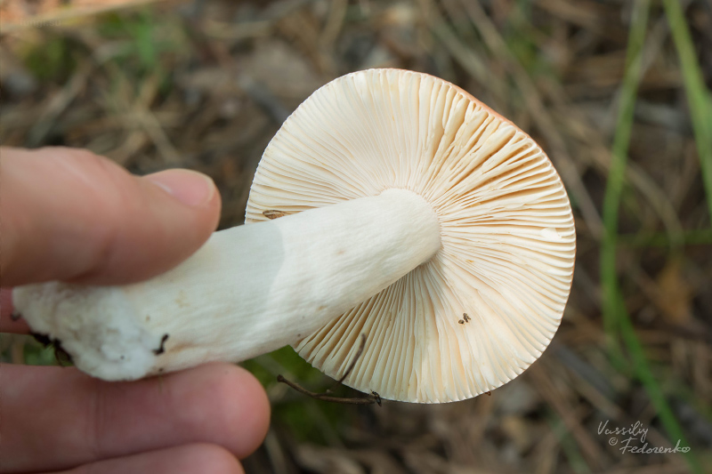 russula_05_1.jpg