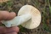 russula_05_t1_1.jpg