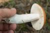 russula_06_t1.jpg