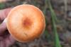 russula_07_t1.jpg