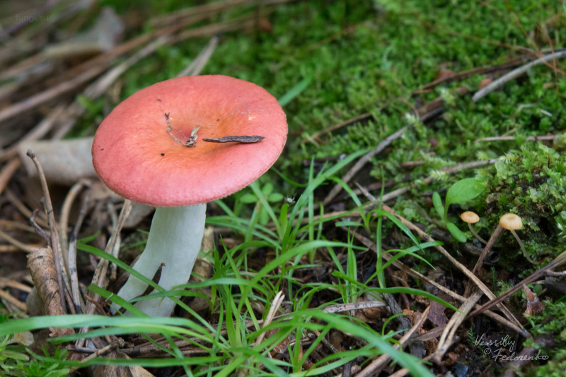 russula_08.jpg