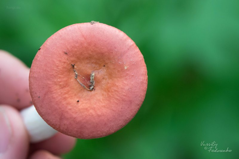 russula_09.jpg