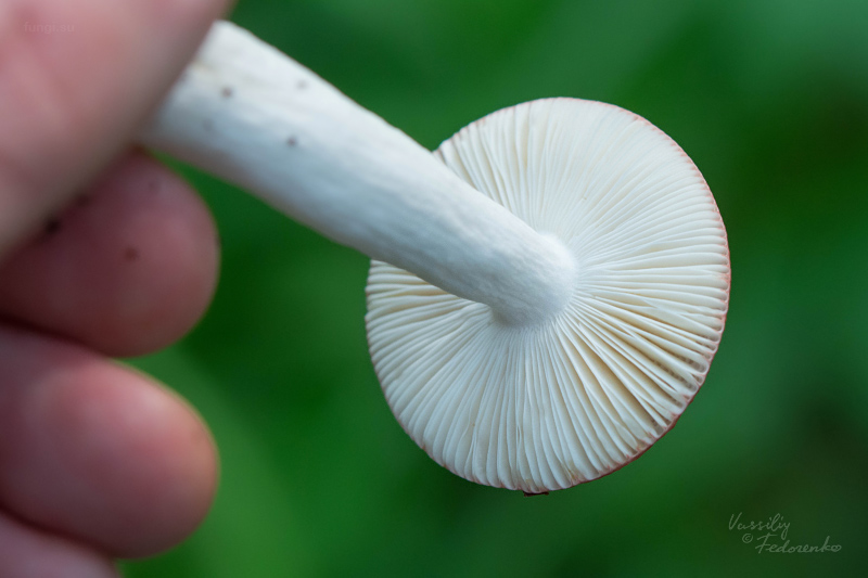 russula_10.jpg