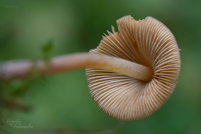 conocybe_02.jpg