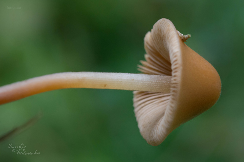 conocybe_03.jpg