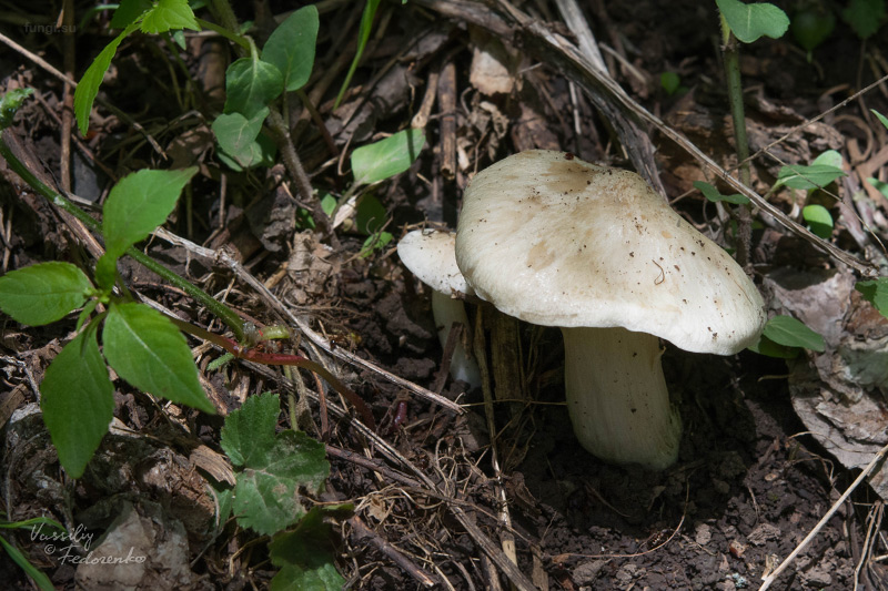 entoloma-sepium_02.jpg