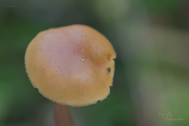 galerina-uncialis_02.jpg