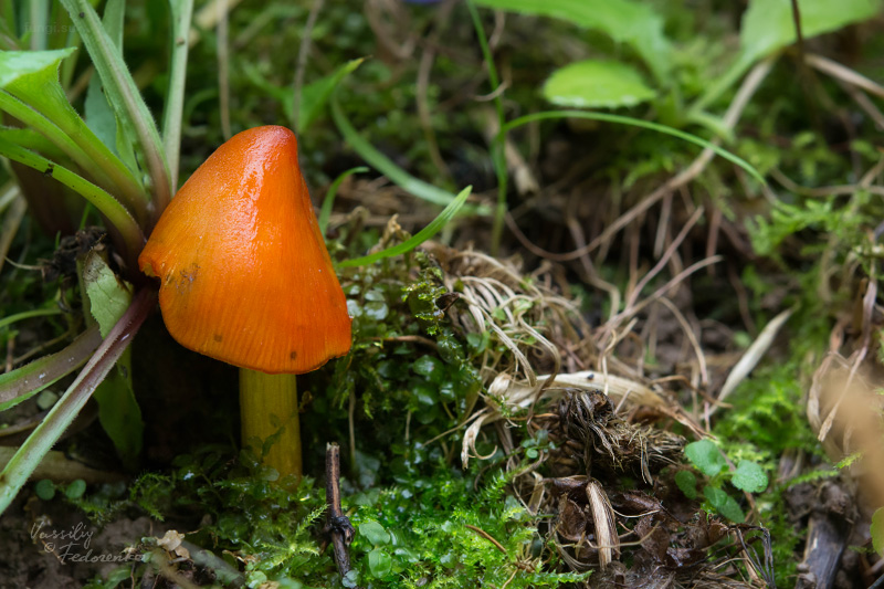 hygrocybe-conica_02_1.jpg
