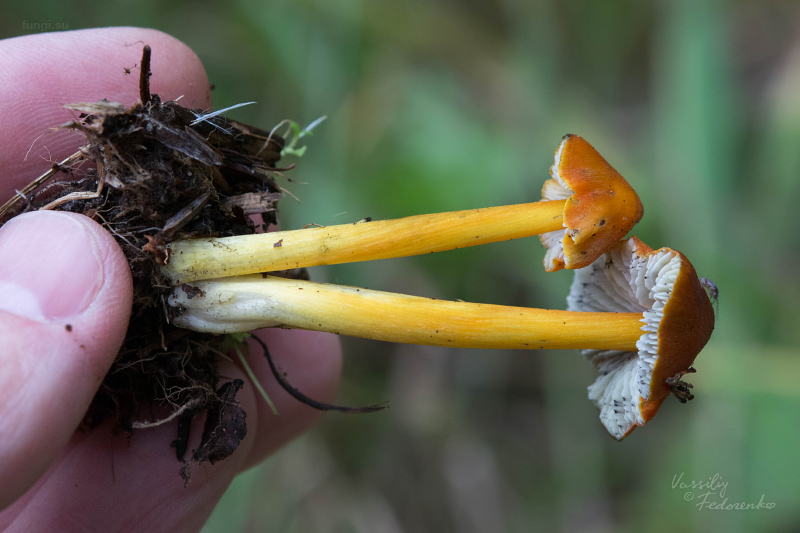 hygrocybe-conica_03.jpg