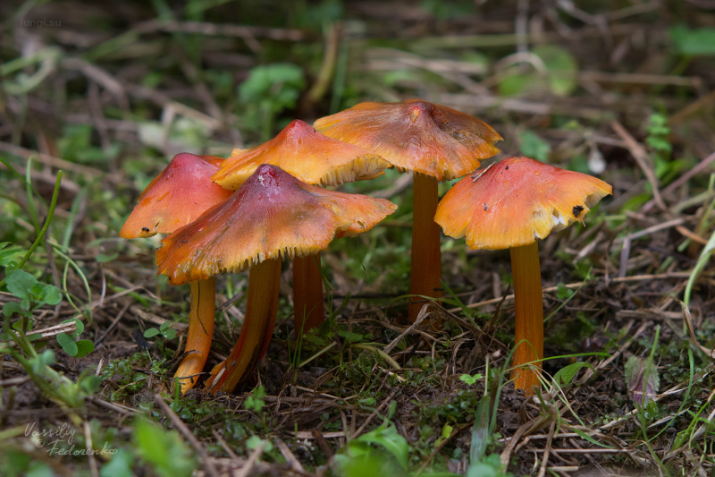 hygrocybe-conica_03_1.jpg