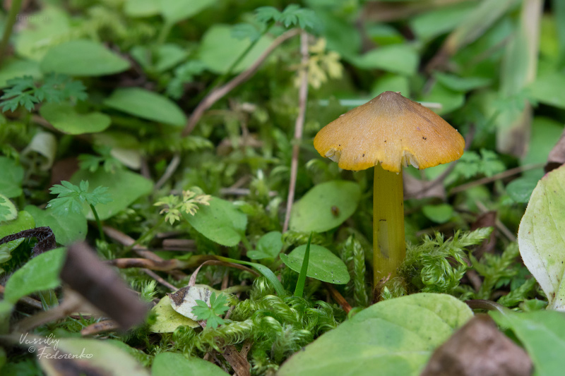 hygrocybe-conica_04.jpg