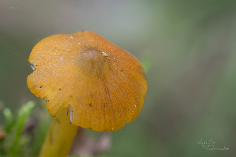 hygrocybe-conica_06.jpg