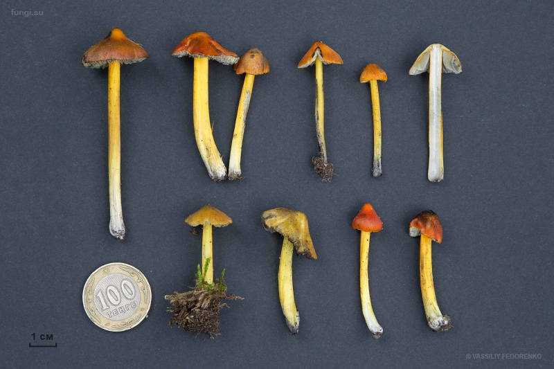 hygrocybe-conica_07.jpg