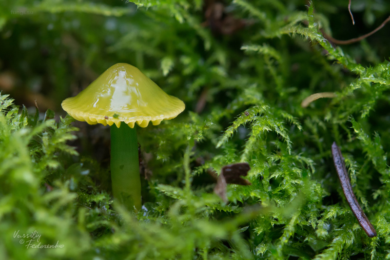 hygrocybe-psittacina_04.jpg