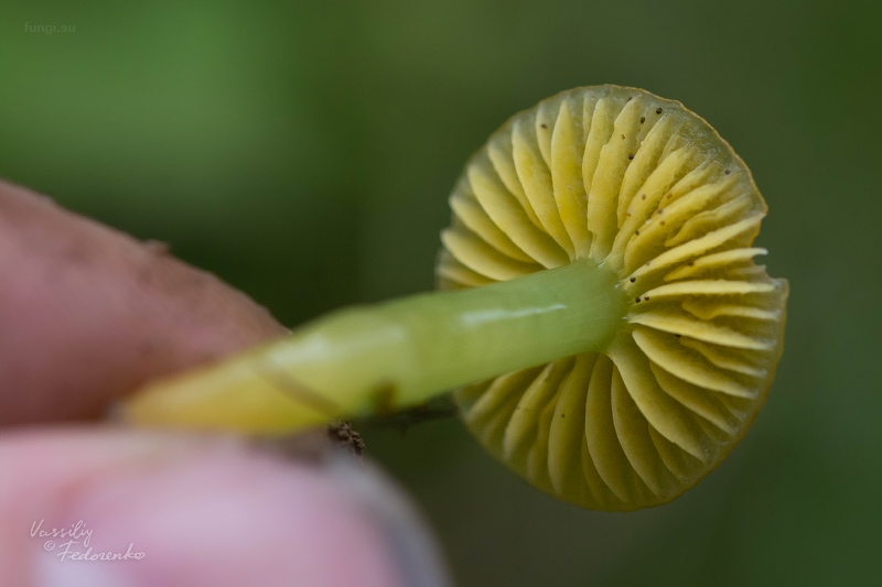 hygrocybe-psittacina_05.jpg