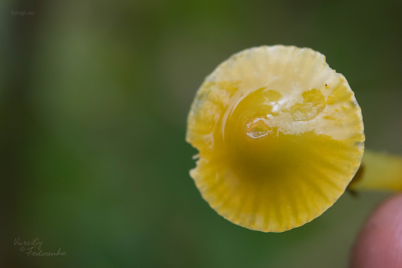 hygrocybe-psittacina_06.jpg