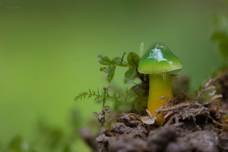 hygrocybe-psittacina_10.jpg