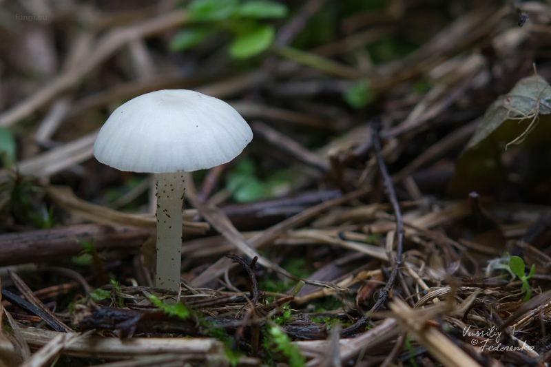 hygrocybe-virginea_01.jpg
