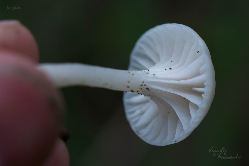 hygrocybe-virginea_02.jpg