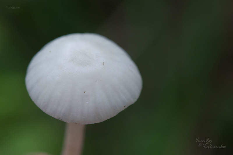 hygrocybe-virginea_03.jpg